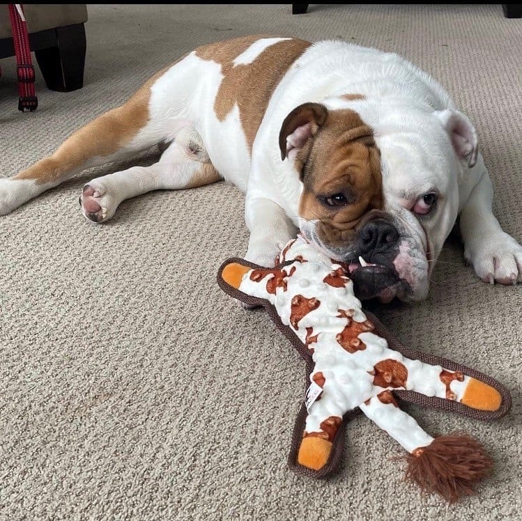 dog with toy