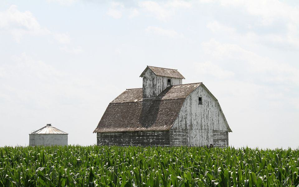 White barn and grain bin behind a Minnesota corn field in midsummer