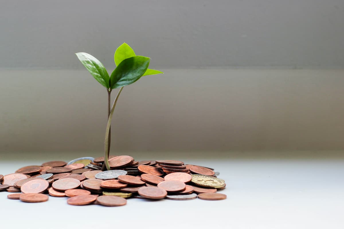 adult zz plant ZZ Plant | Small, Medium & Large Options main image 0
